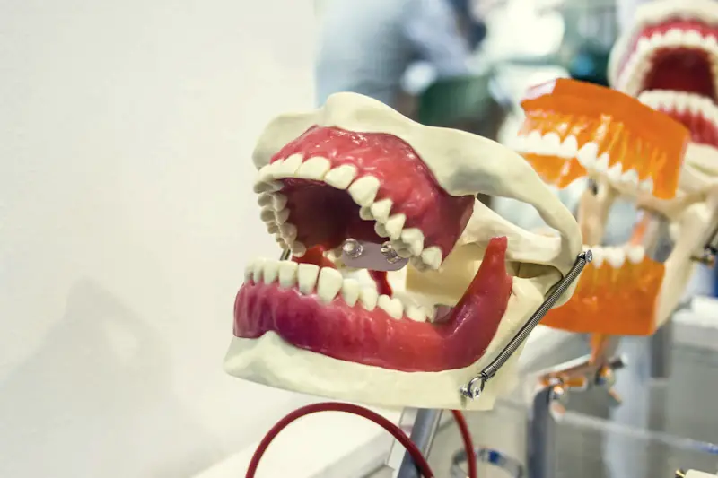 Teaching models of teeth and jaws on a clinic shelf